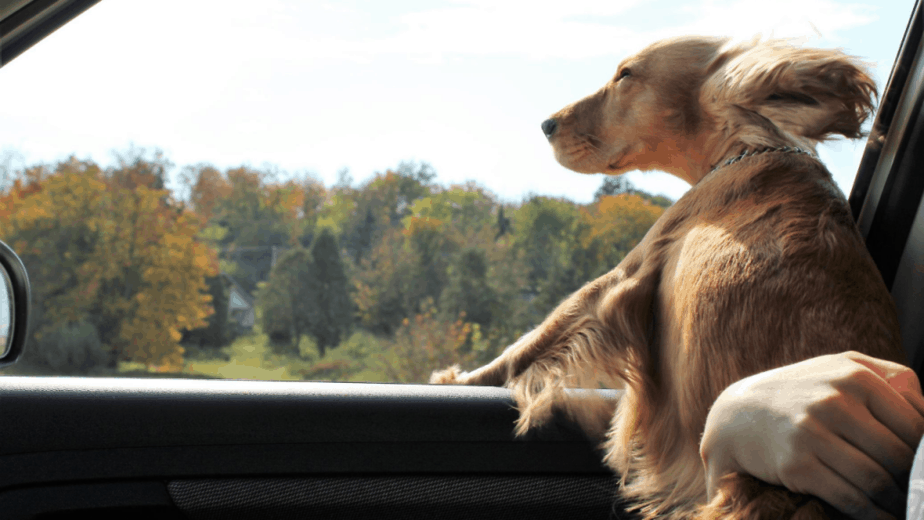 dog secure in car with leash