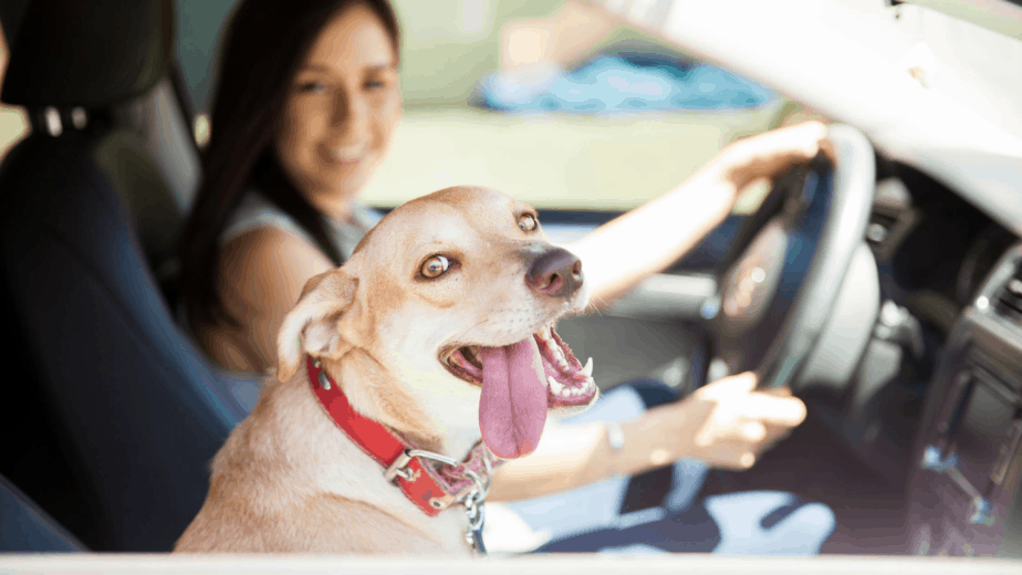 What Is The Safest Way For Dog To Ride In Car? Dogs Travel Guide