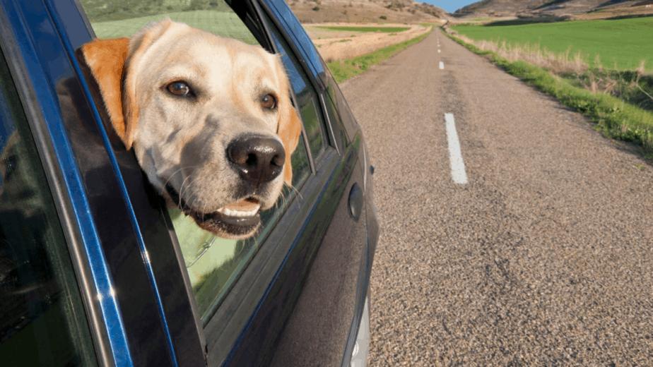  Dog traveling in the safest way to ride in car