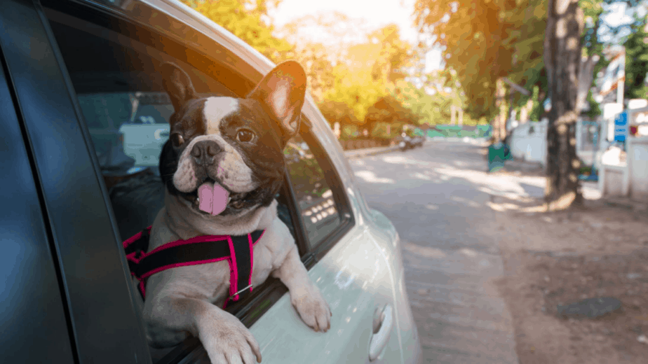 Safest Way For Dog To Ride In Car