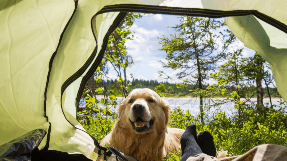 Leaving A Dog In A Tent While Camping