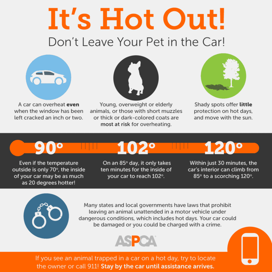 How To Keep A Dog Cool In A Car? 8 Top Tips Dogs Travel Guide