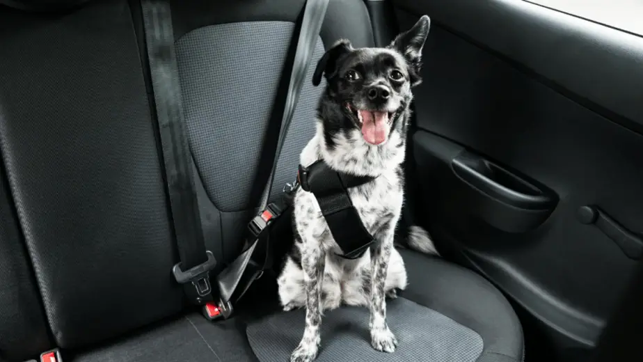 how to secure a dog in a car with leash