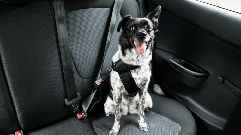 7 Ways To Secure Dog In Car With Leash Dogs Travel Guide