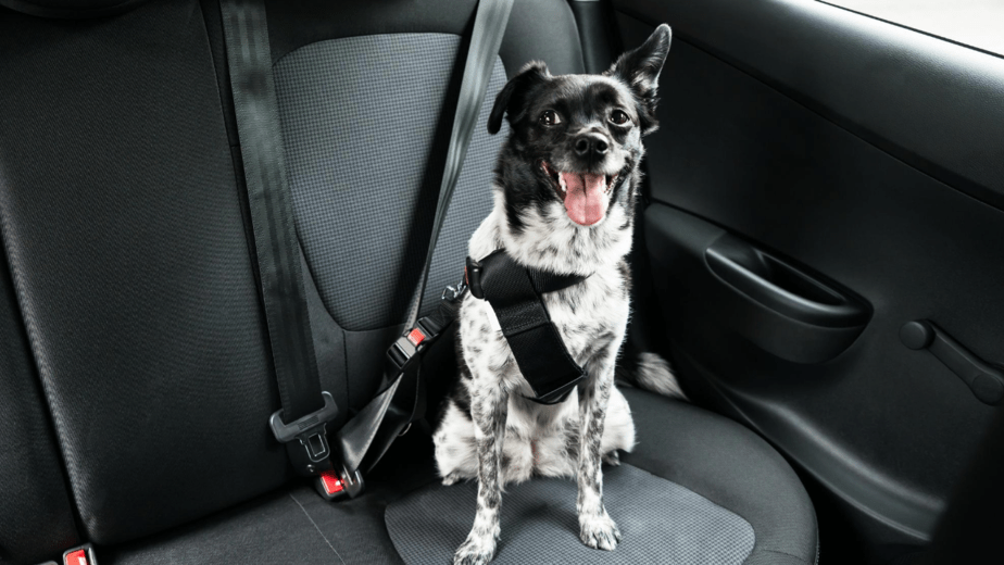 7 Ways To Secure Dog In Car With Leash Dogs Travel Guide