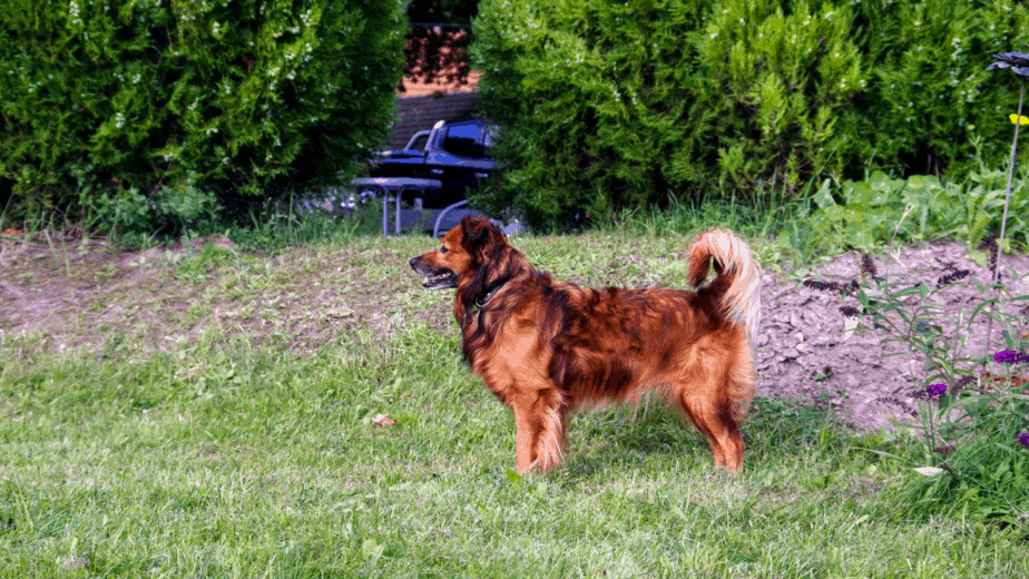 Taking A Dog To Germany Rules & Regulations Dogs Travel Guide