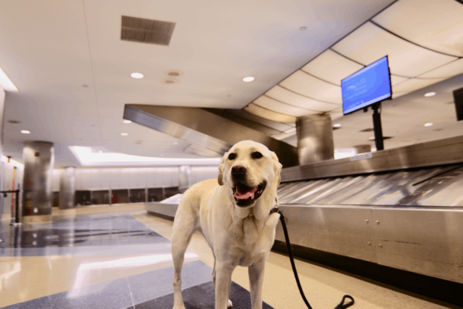 Large dog getting ready to fly on a plane 