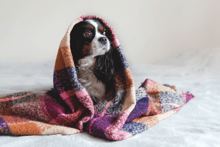 dog wrapped in a cooling mat