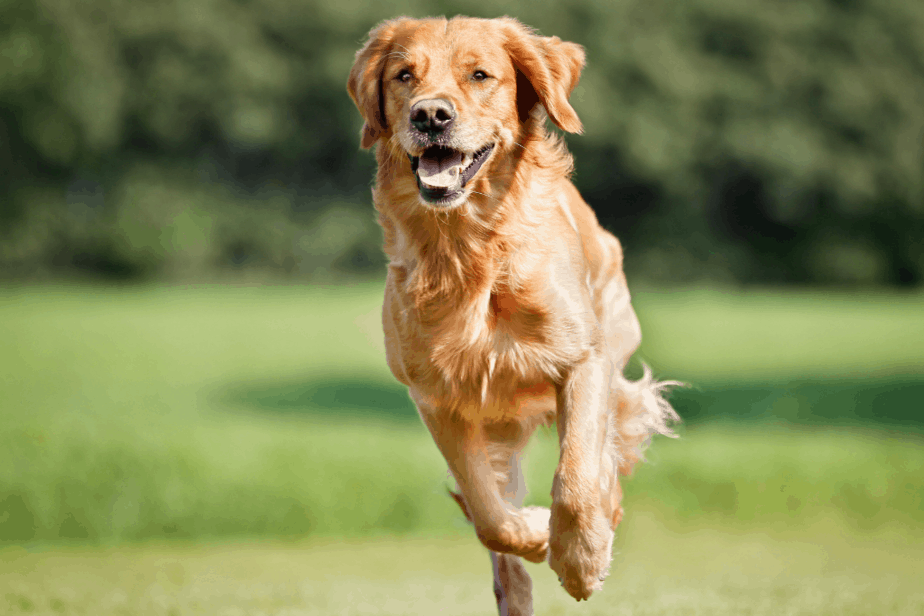 dog running