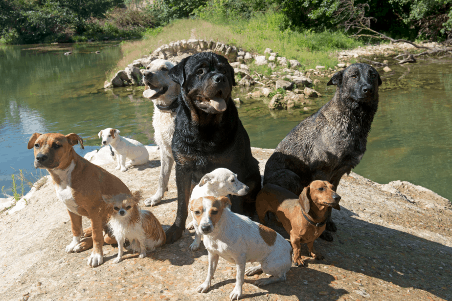 10 Best Dogs That Are Perfect For Travel (With Photos) Dogs Travel Guide