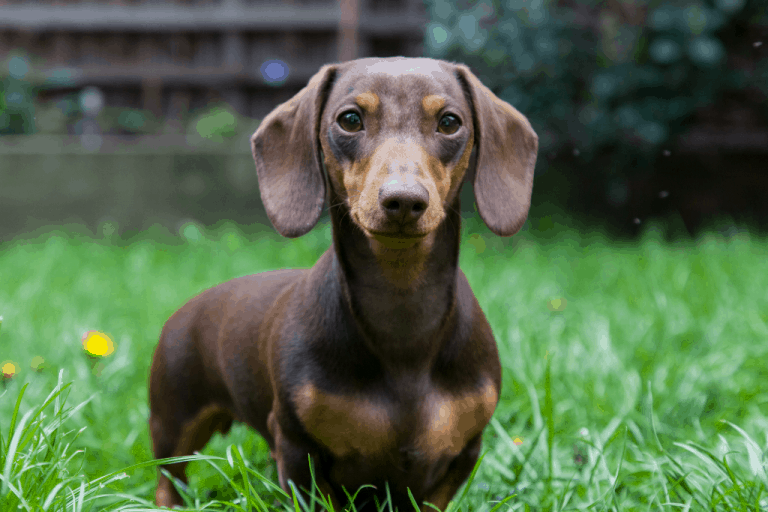 10 Best Dogs That Are Perfect For Travel (With Photos)