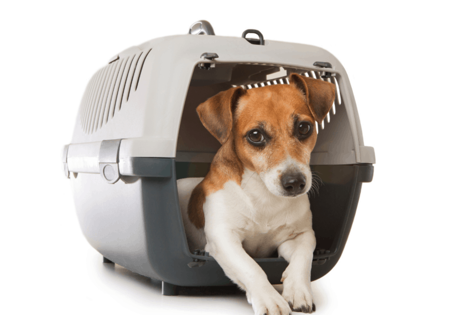 dog in travel crate