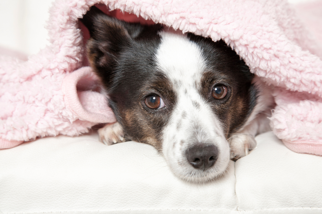 dog in a snuggle sack