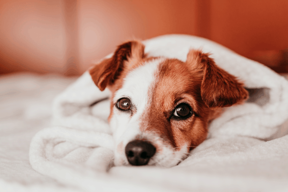 What Is A Dog Snuggle Sack? Dogs Travel Guide