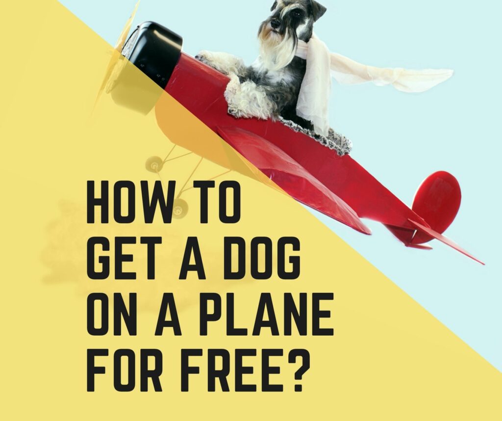 How To Get A Dog On A Plane For Free? 5 ways