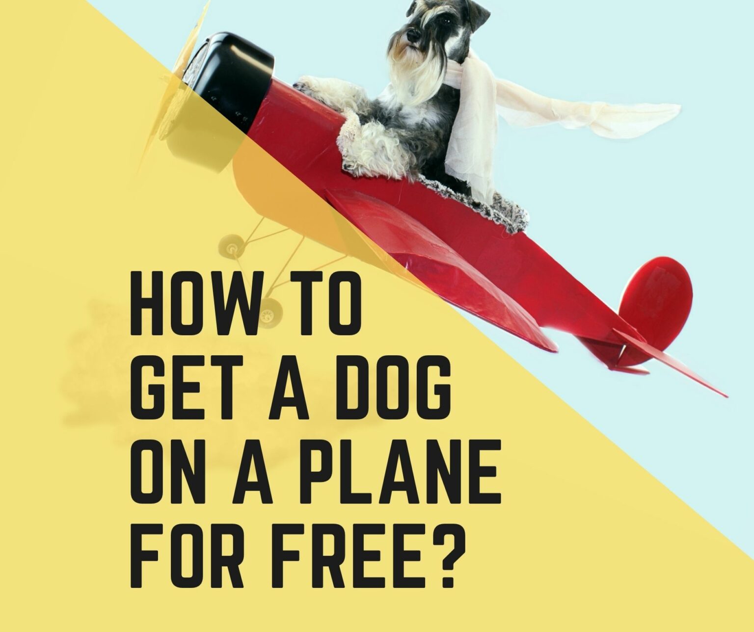 How To Get A Dog On A Plane For Free? 5 ways Dogs Travel Guide