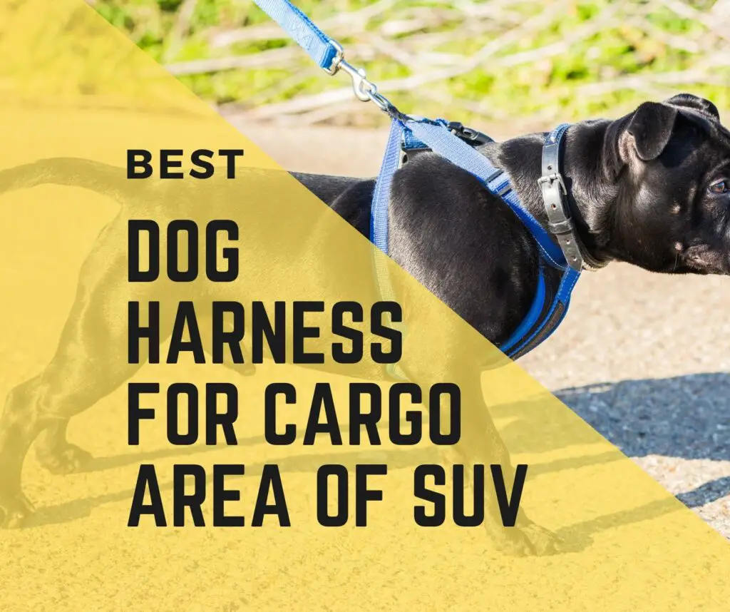 Dog Harnesses For The Cargo Area Of SUV