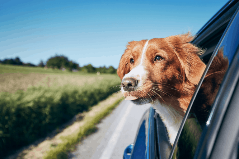 How To Travel With A Dog In The Car?