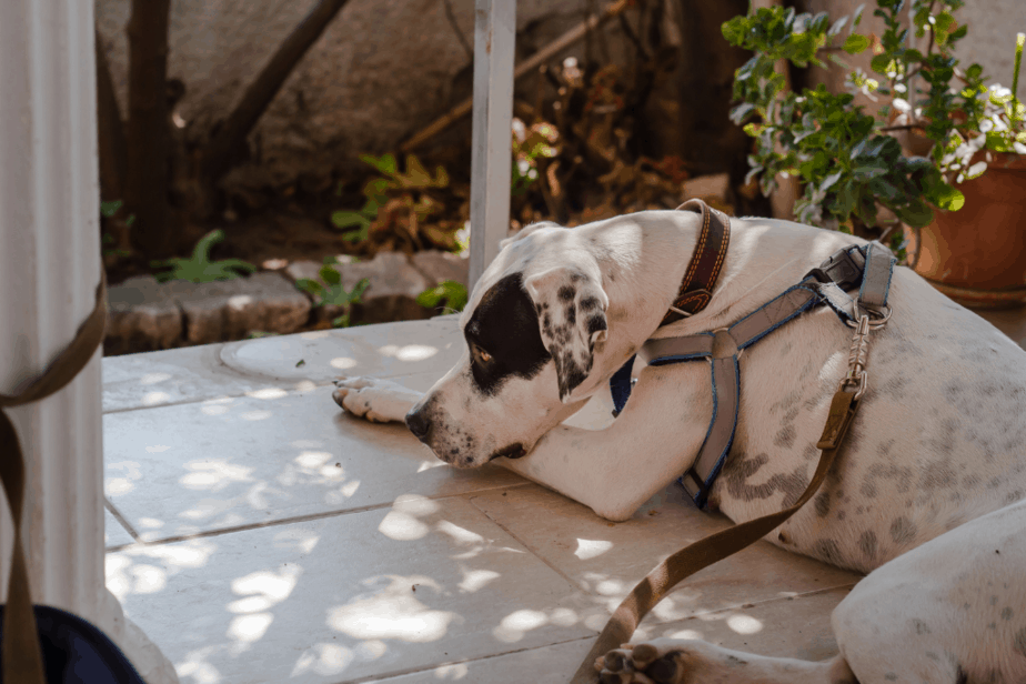 dog wearing a collar and harness