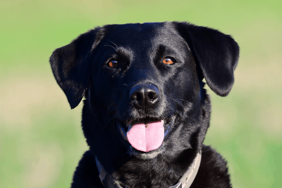 Labrador breed for van life