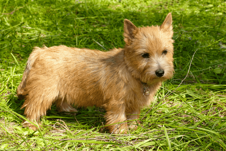 Norwich Terrier