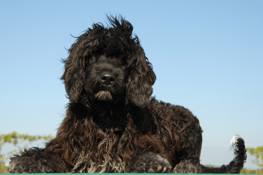 Portuguese Water Dog