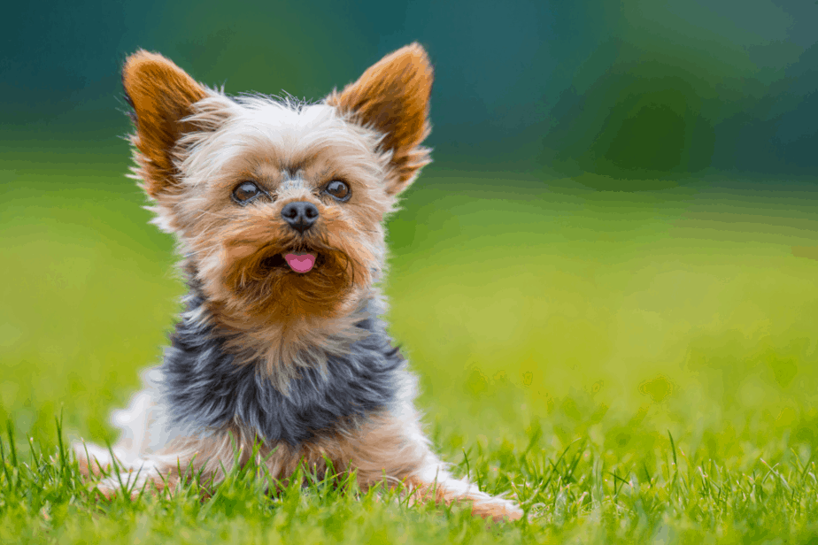 Yorkshire Terrier