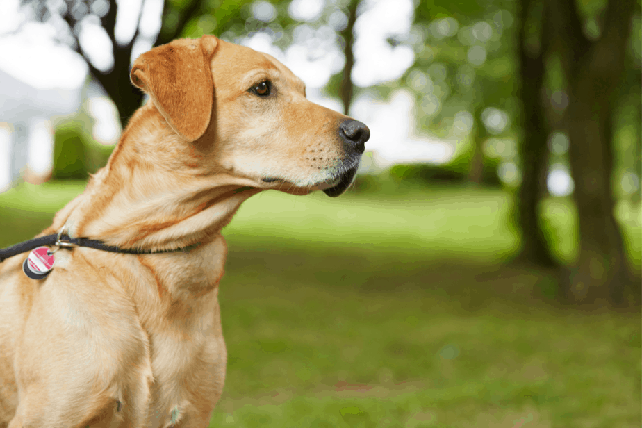 Labrador Retriever