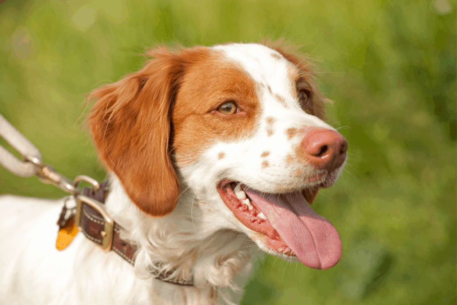 Brittany Gun Dog