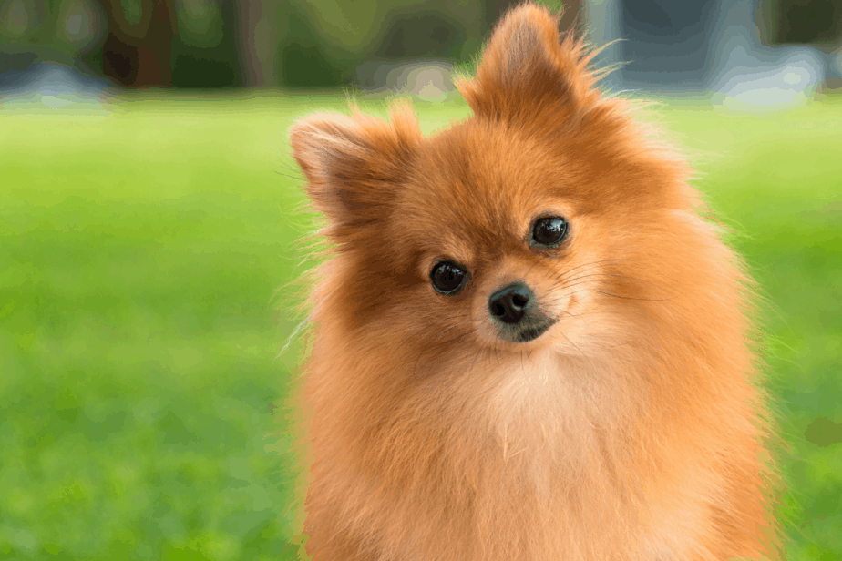 Pomeranian