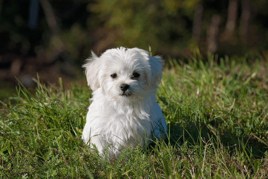  Maltese