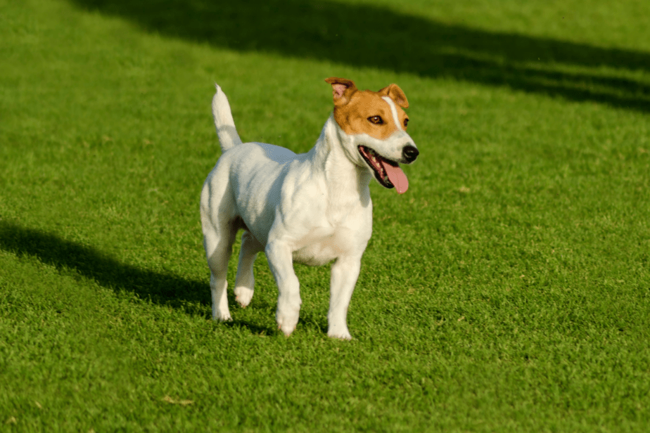 Russell Terrier