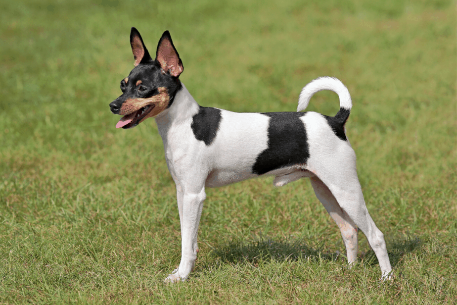 Toy Fox Terrier