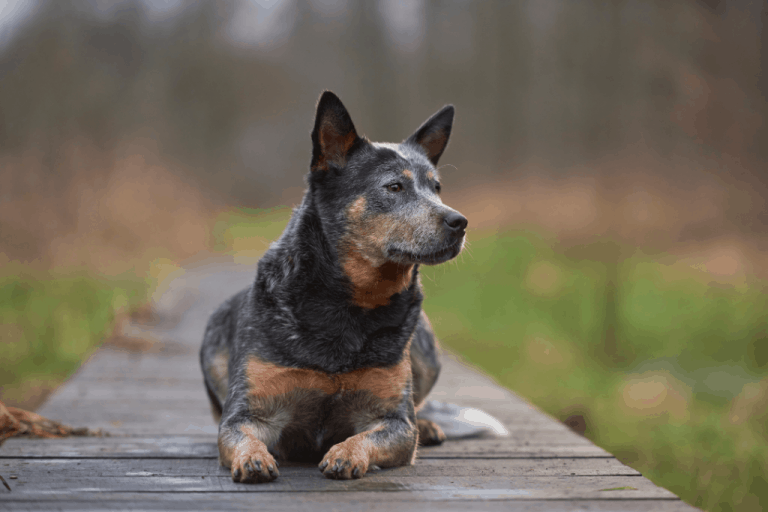 15 Best Dogs For Walking (Detailed List With Photos) Dogs Travel Guide