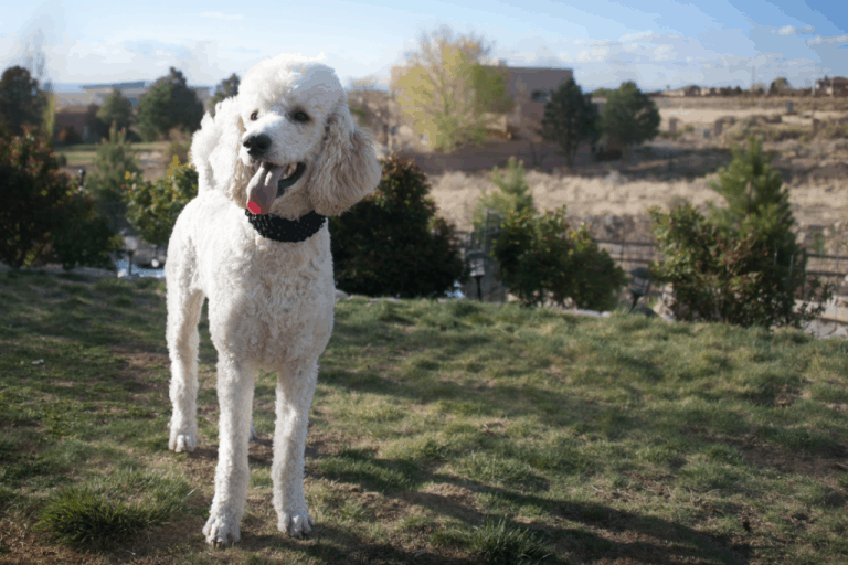 15 Best Dogs For Walking (Detailed List With Photos) Dogs Travel Guide