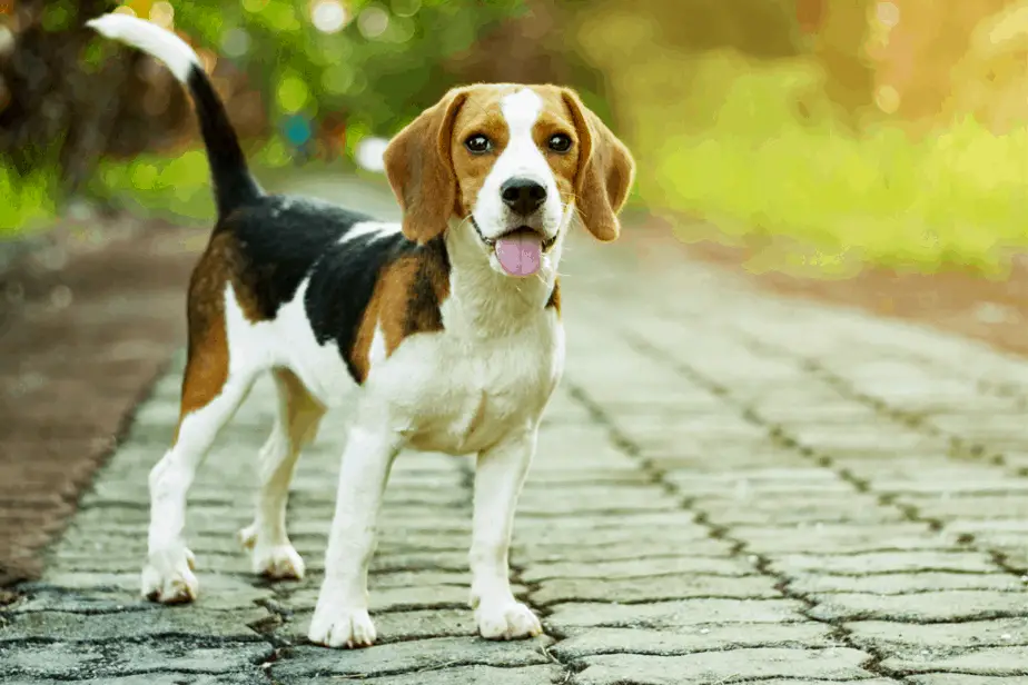Beagle dog breed for van life
