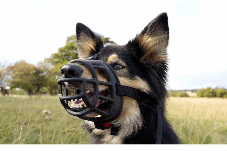 8 Best Dog Muzzles For Large Dogs