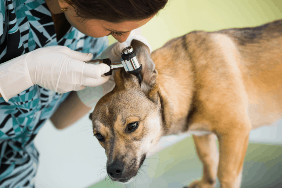 dog having its ears check before flying