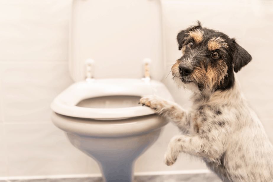 How Do Dogs Go To The Bathroom On A Plane?