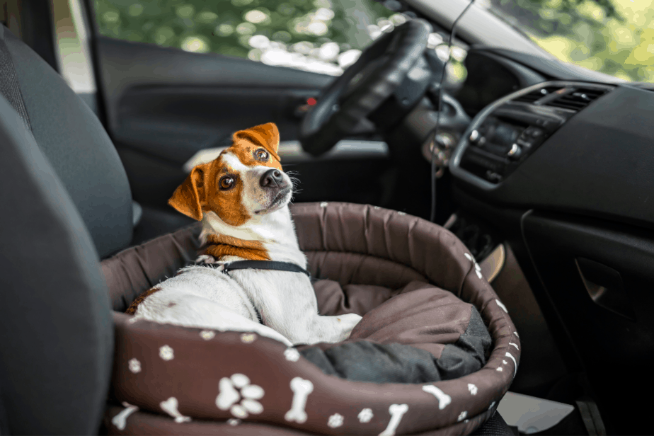 dog sitting in a car