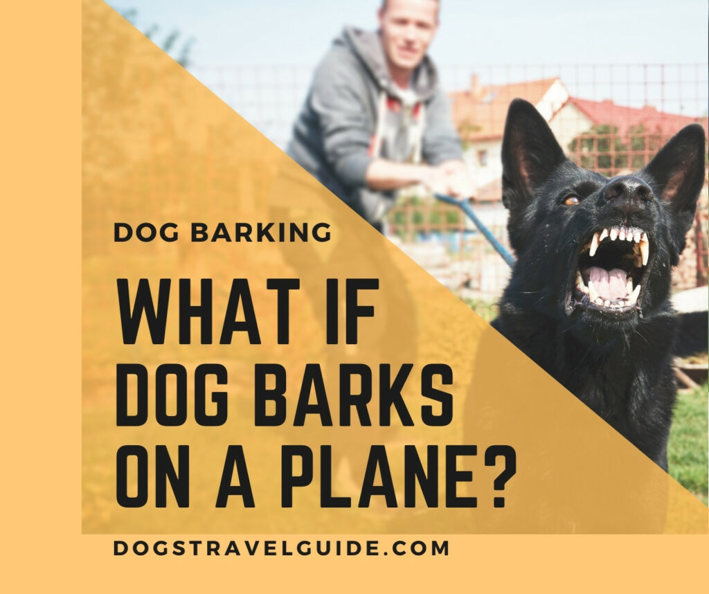 dog barks on a plane how to prevent it