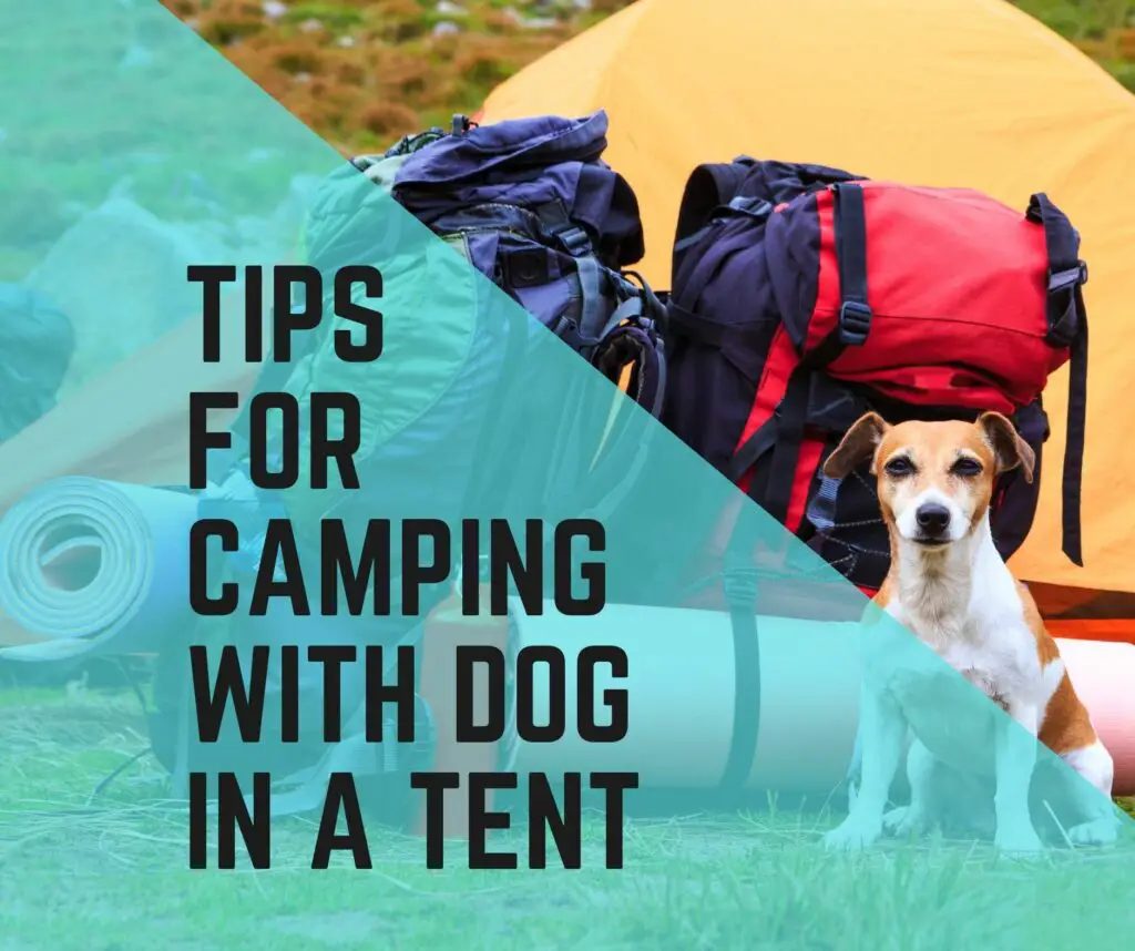 Camping With A Dog In A Tent