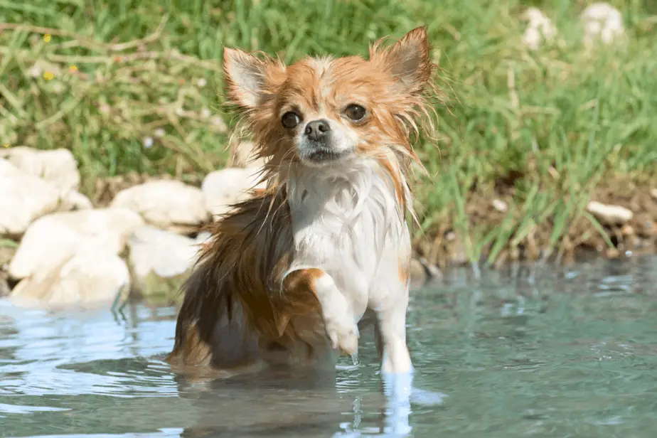 Chihuahua Swimming