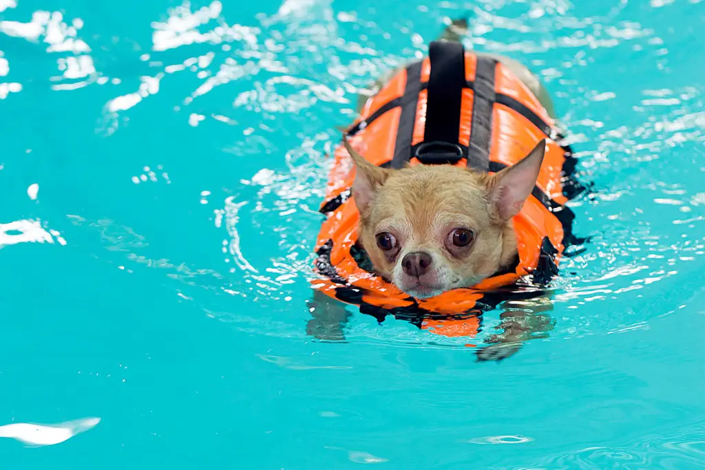 Chihuahuas swimming in pool wearing a lifejacket