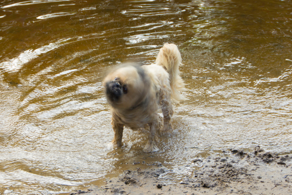 Shih Tzus in a lake