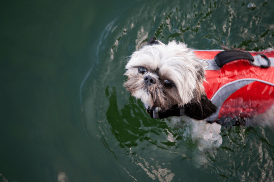 Shih Tzus swimming