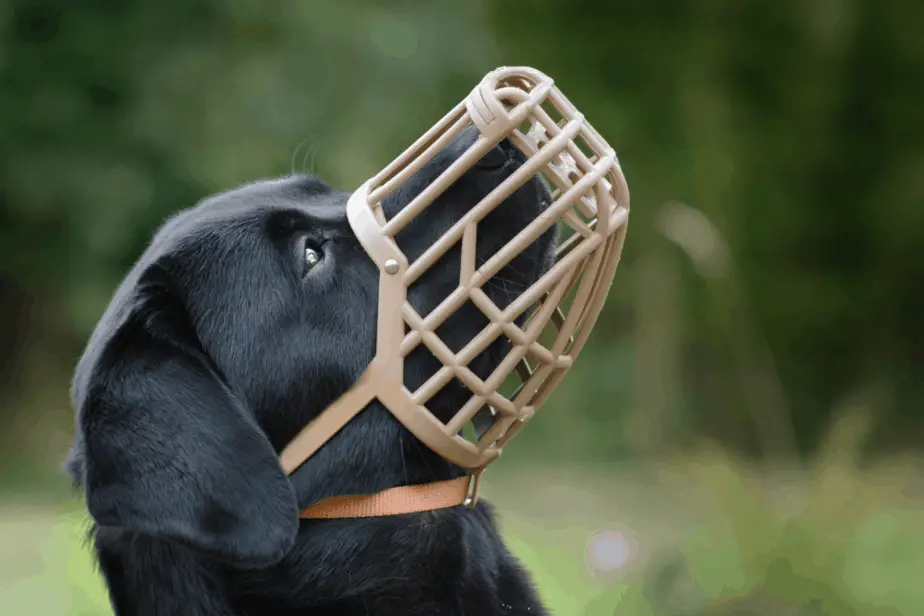 dog wearing a basket muzzle