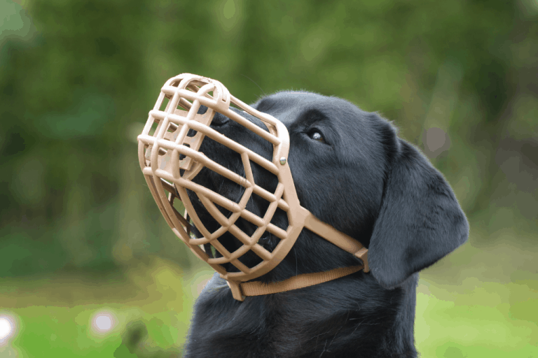 How Long Can A Dog Wear A Basket Muzzle?