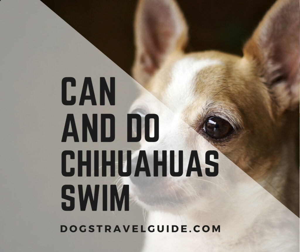 can chihuahuas swim