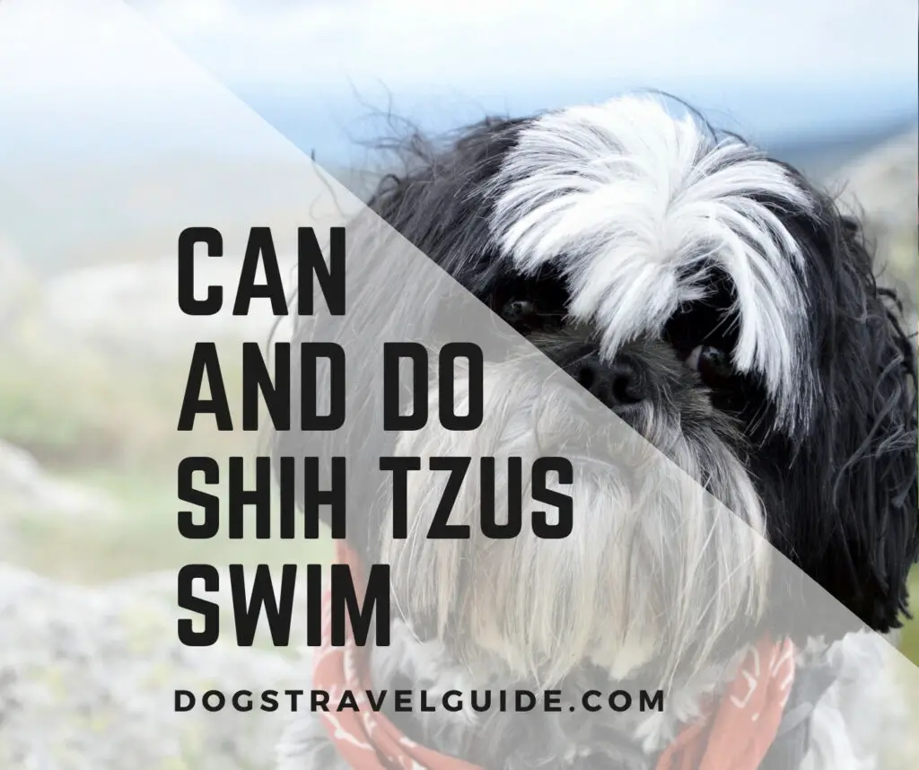 Can Shih Tzus Swim? The Definitive Guide!